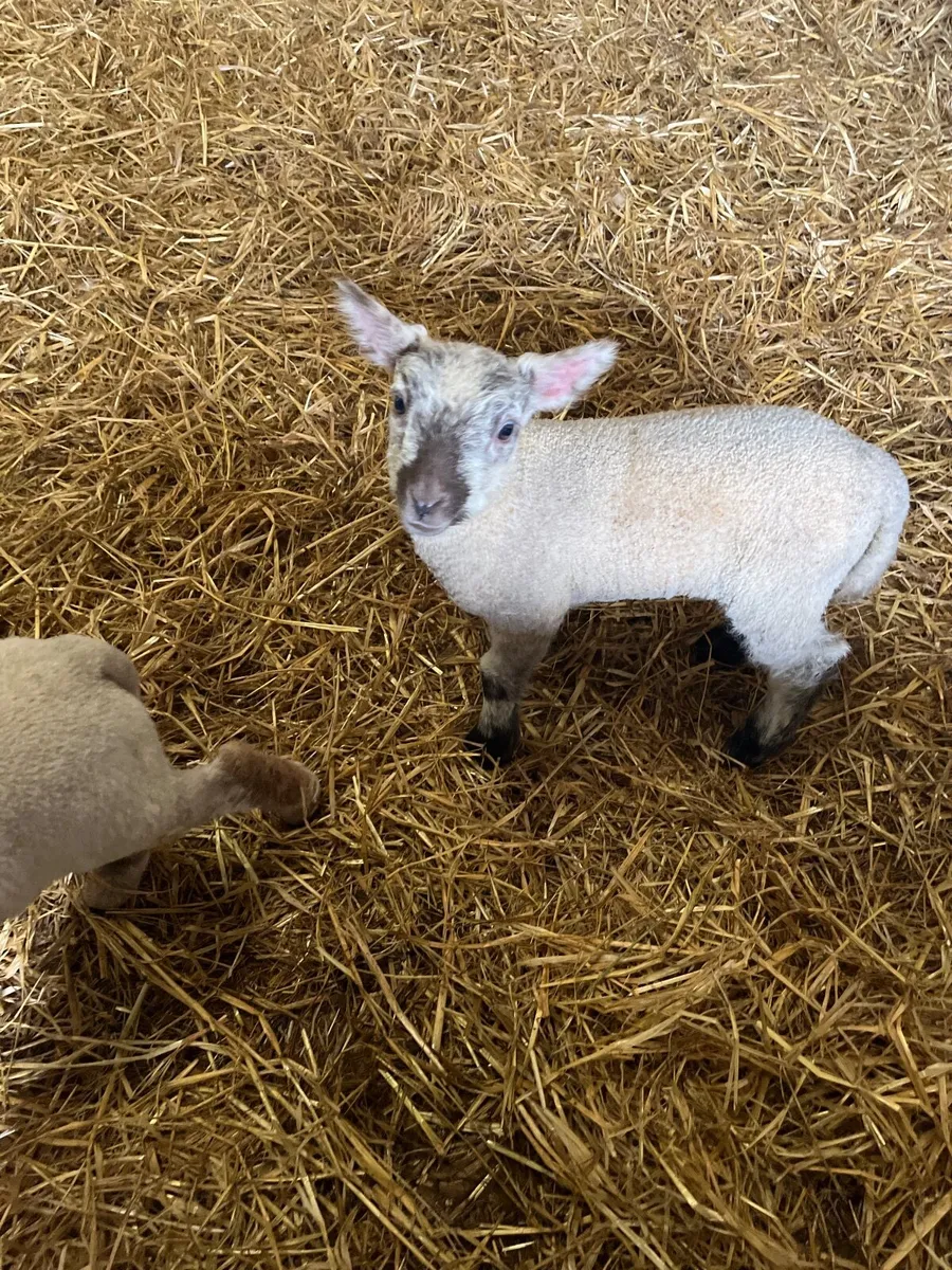 Pet lambs