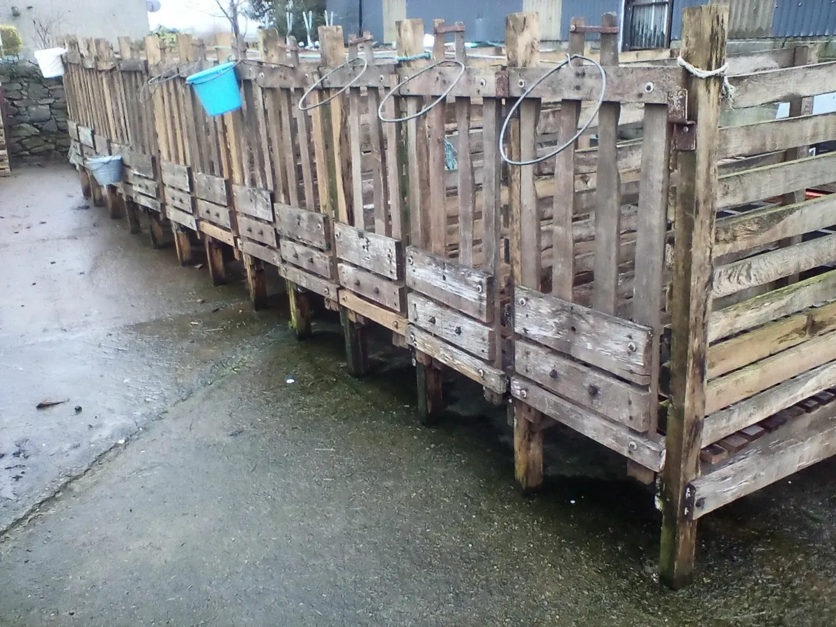 Single calf pens with slats - Image 2
