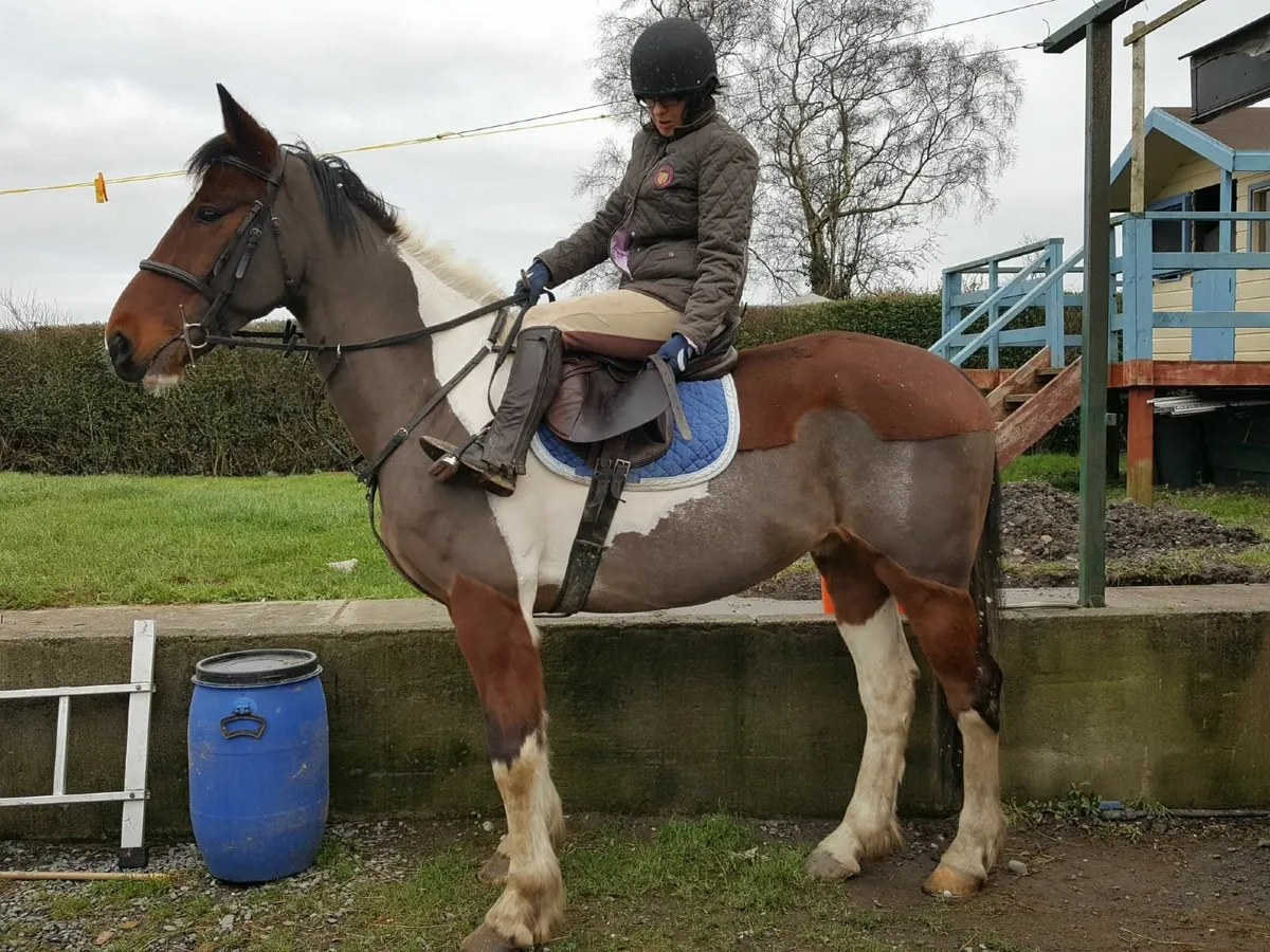 2009 Gelding 16.2 - Image 3