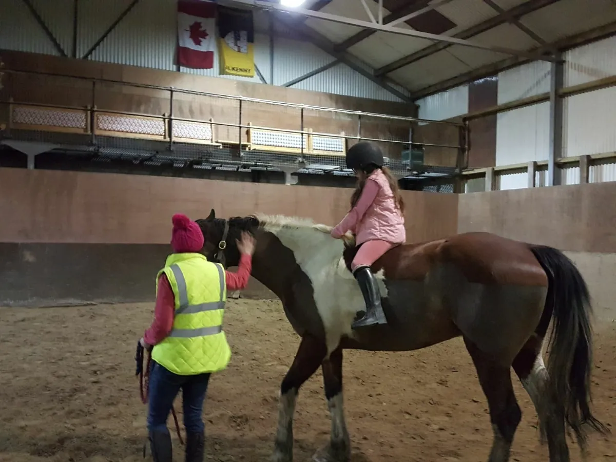 2009 Gelding 16.2 - Image 4