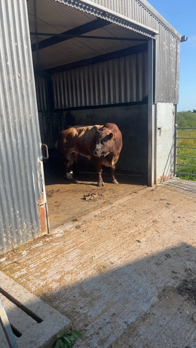 Hoof trimming / freeze branding - Image 3