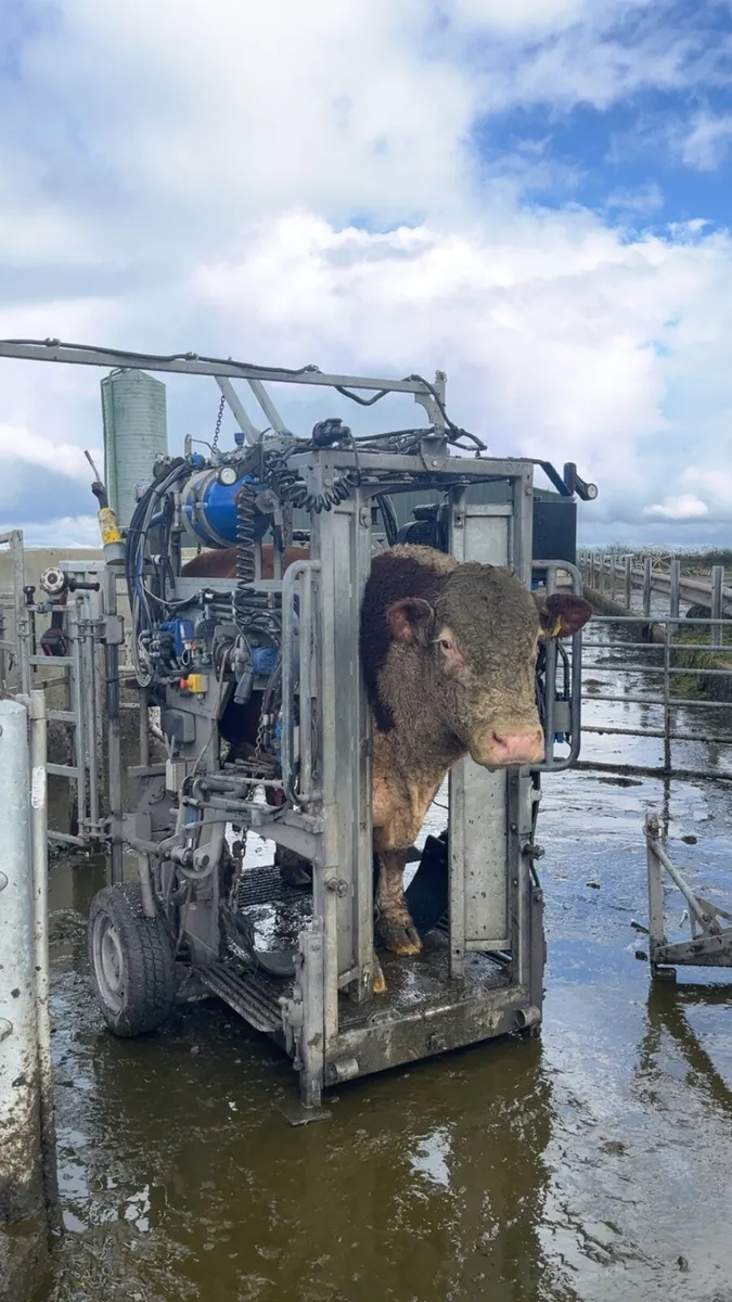 Hoof trimming / freeze branding - Image 1