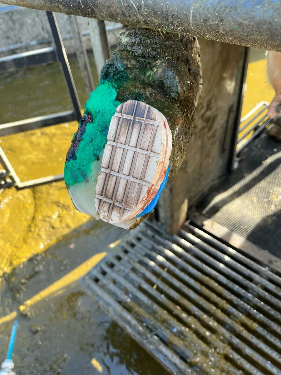 Hoof trimming / freeze branding - Image 2