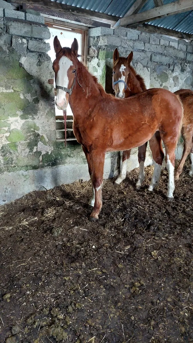 SJ bred yearling colt - Image 1