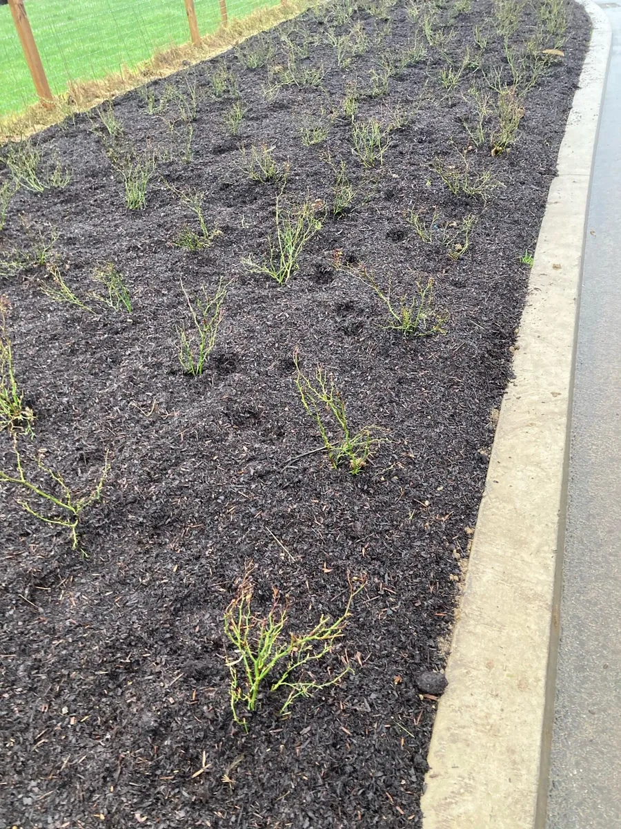 Bark mulch - Image 4