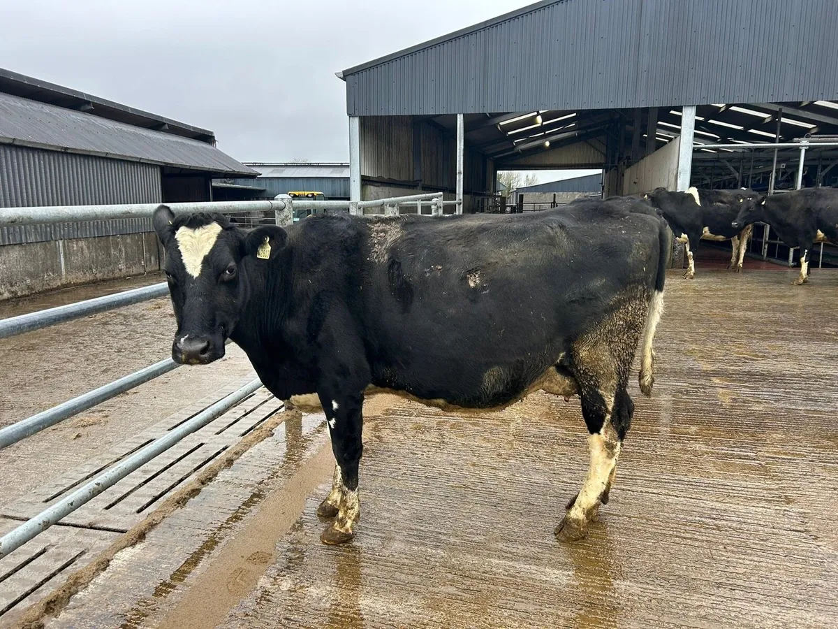 Dairy Sale Portumna Mart 11th February @12pm - Image 2
