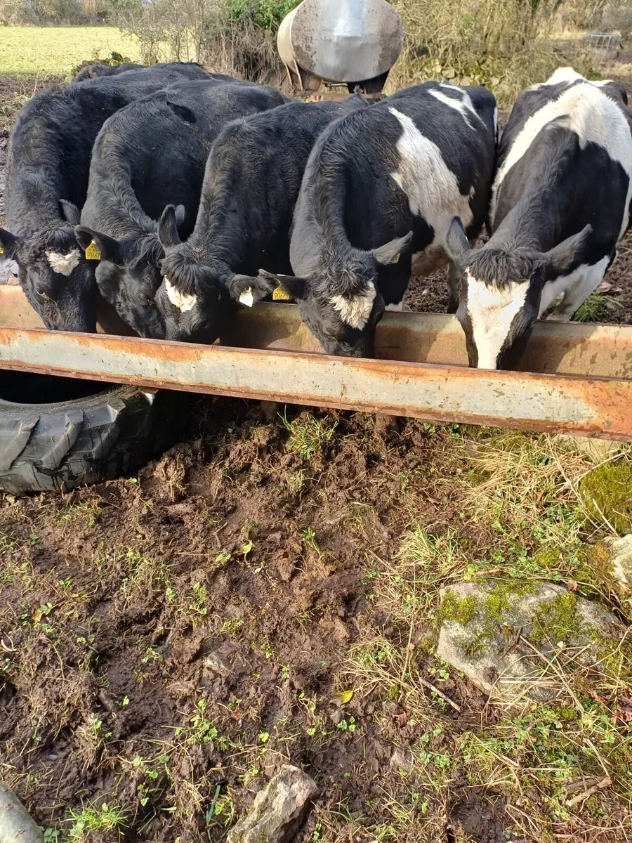 Dairy Sale Portumna Mart 11th February @12pm - Image 3
