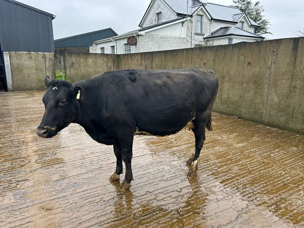 Dairy Sale Portumna Mart 11th February @12pm - Image 4