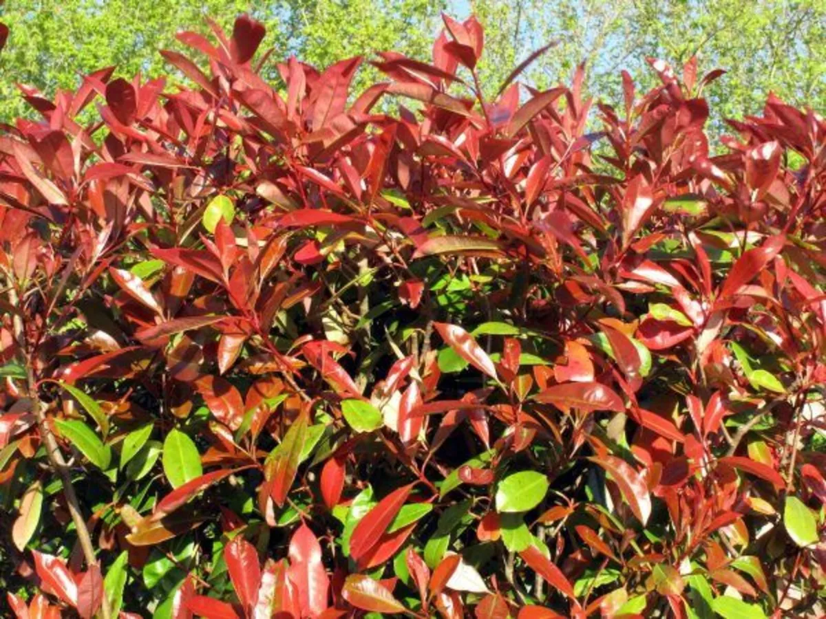 Photinia Red Robin Hedging €3.50 per pot. - Image 1