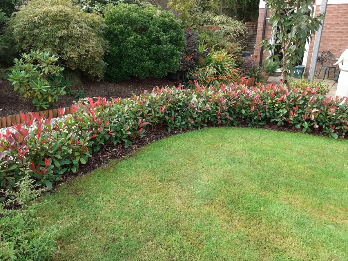 Photinia Red Robin Hedging €3.50 per pot. - Image 3