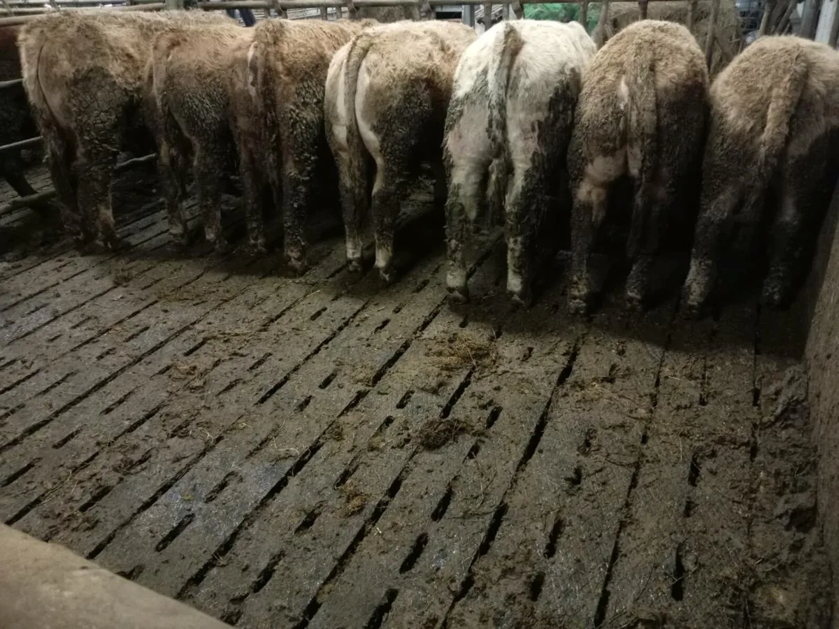 Weanling Bulls + 1 Bullock - Image 4