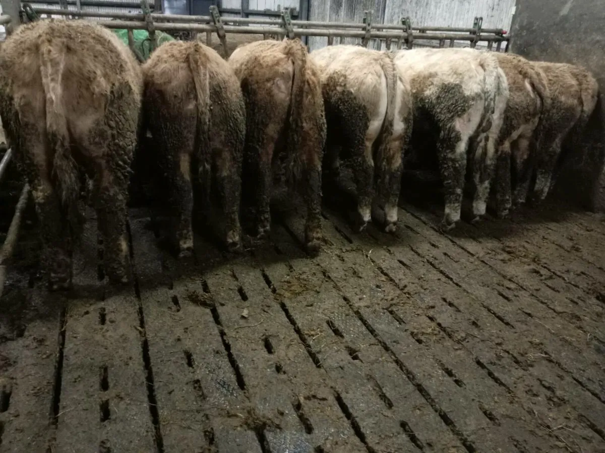 Weanling Bulls + 1 Bullock - Image 3