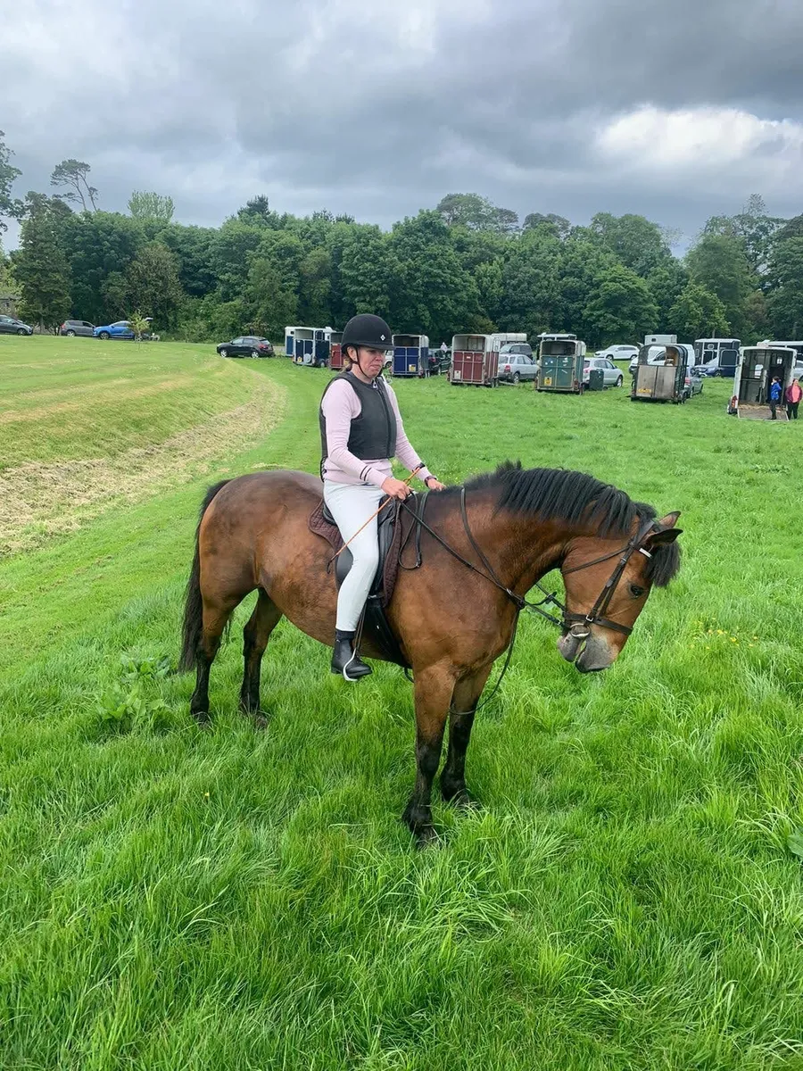 Horse for sale - Image 1