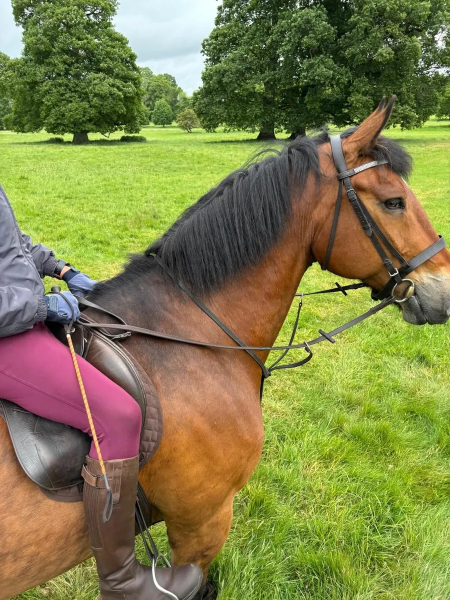 Horse for sale - Image 2