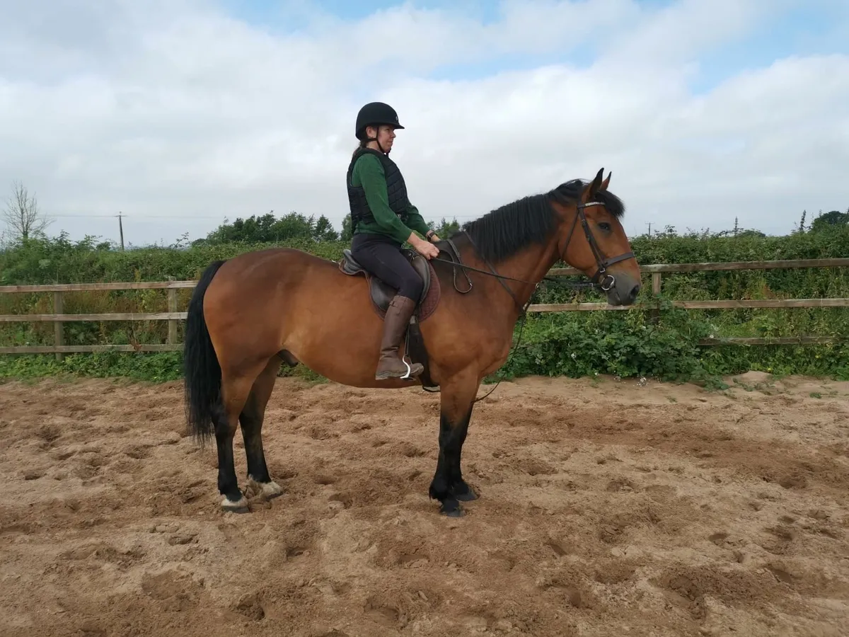 Horse for sale - Image 3