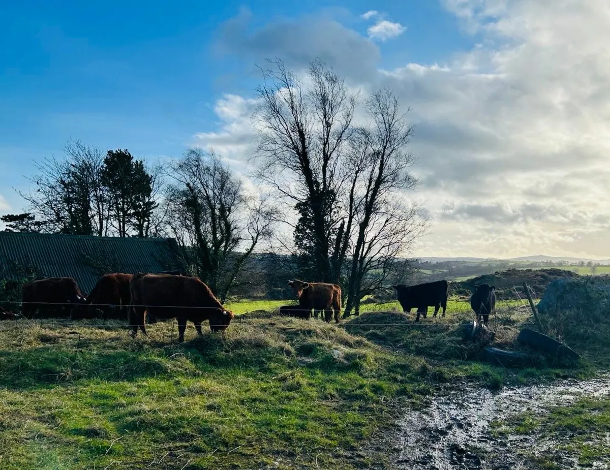 Selling Dexter Heifers - Organic - Image 1