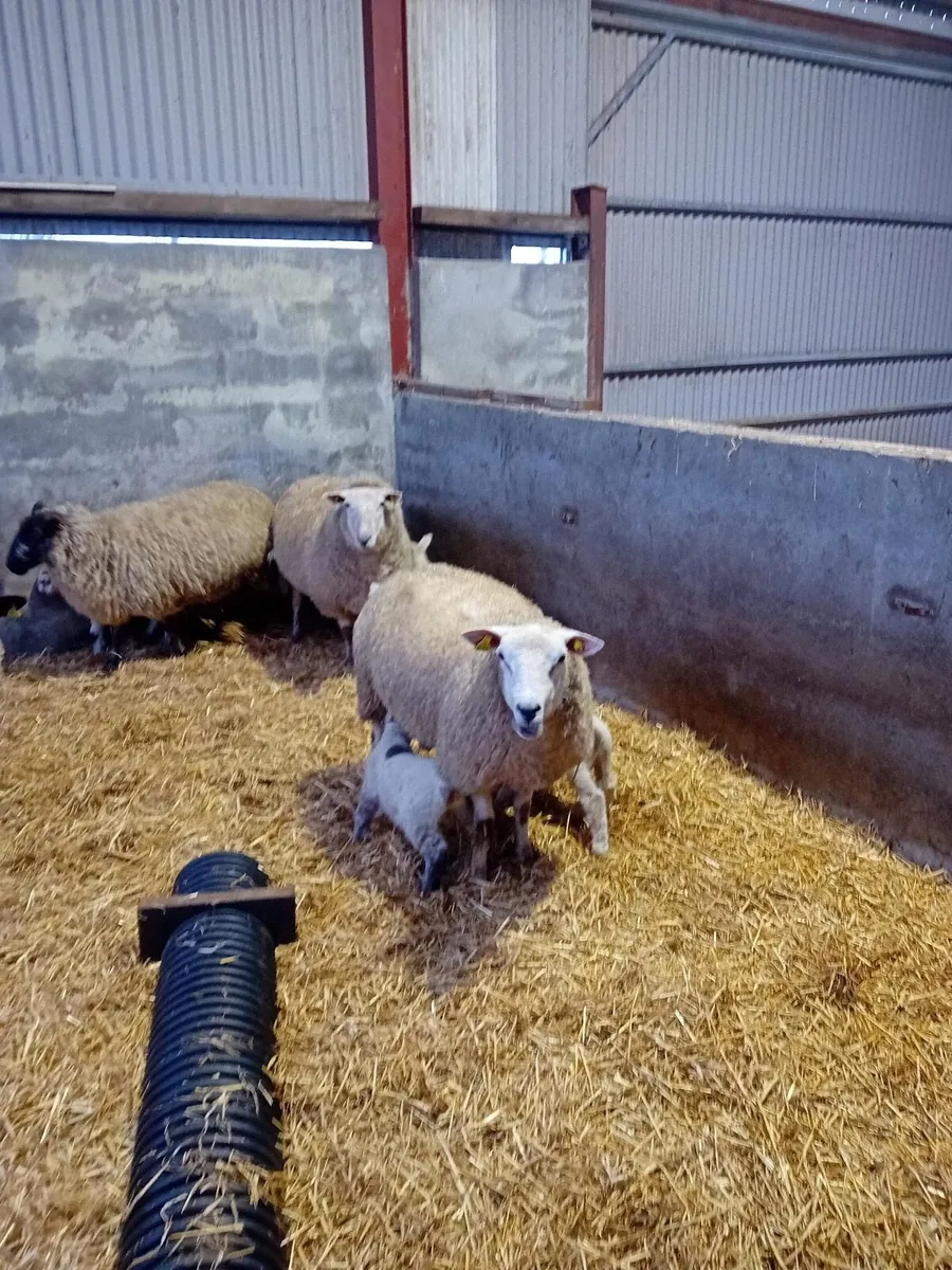 1st Crop Ewes - Image 1