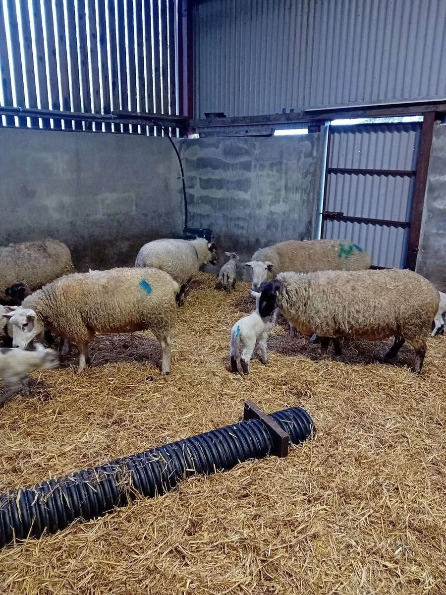 1st Crop Ewes - Image 2