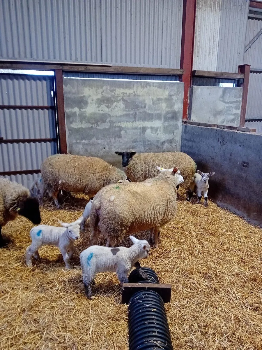 1st Crop Ewes - Image 3