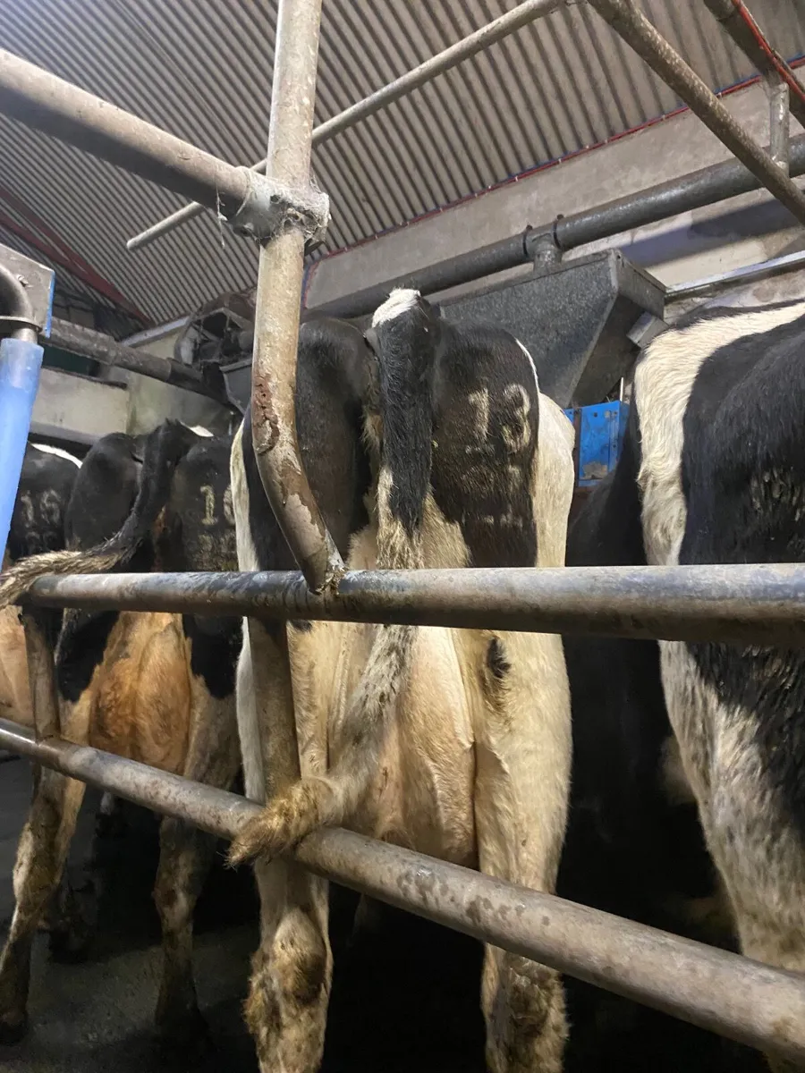 Cow for calves - Image 1