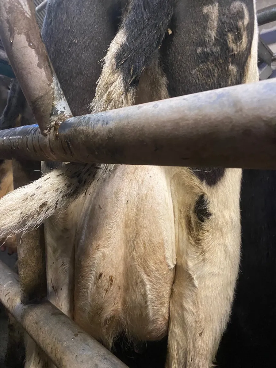 Cow for calves - Image 2