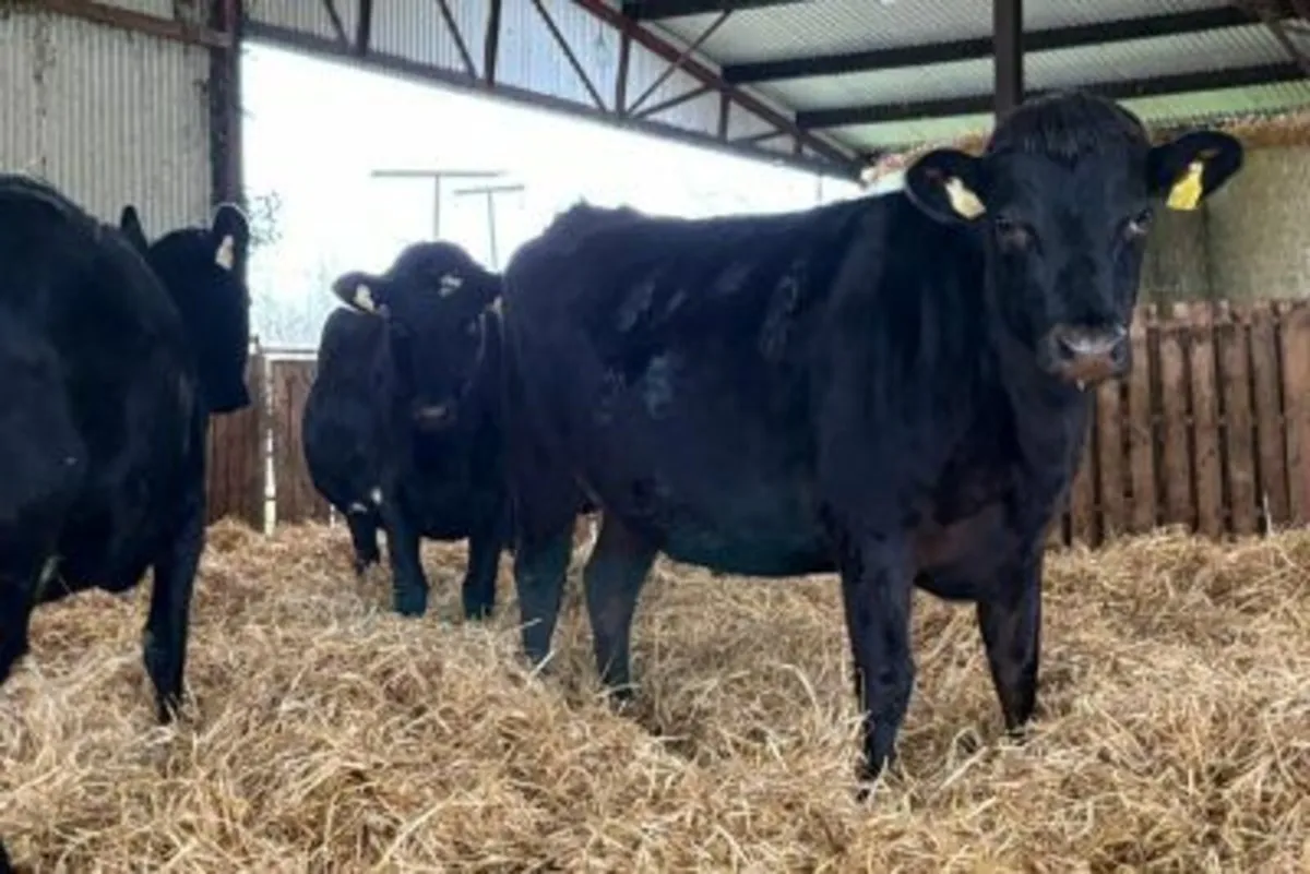 dairy cattle - Image 2