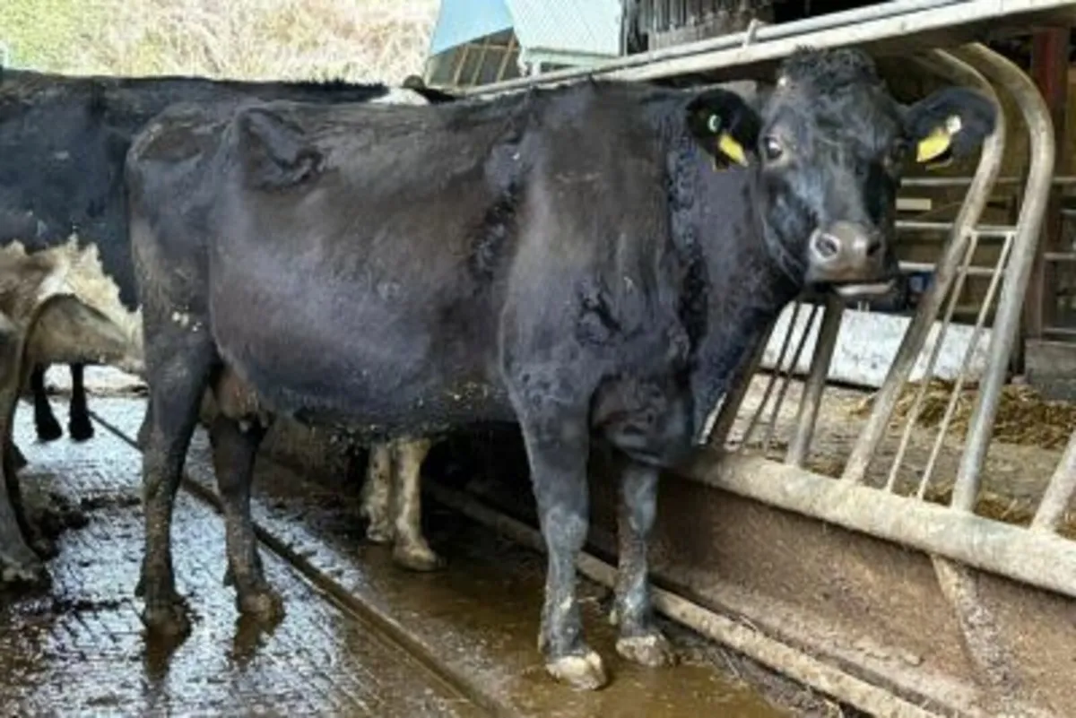 dairy cattle - Image 3