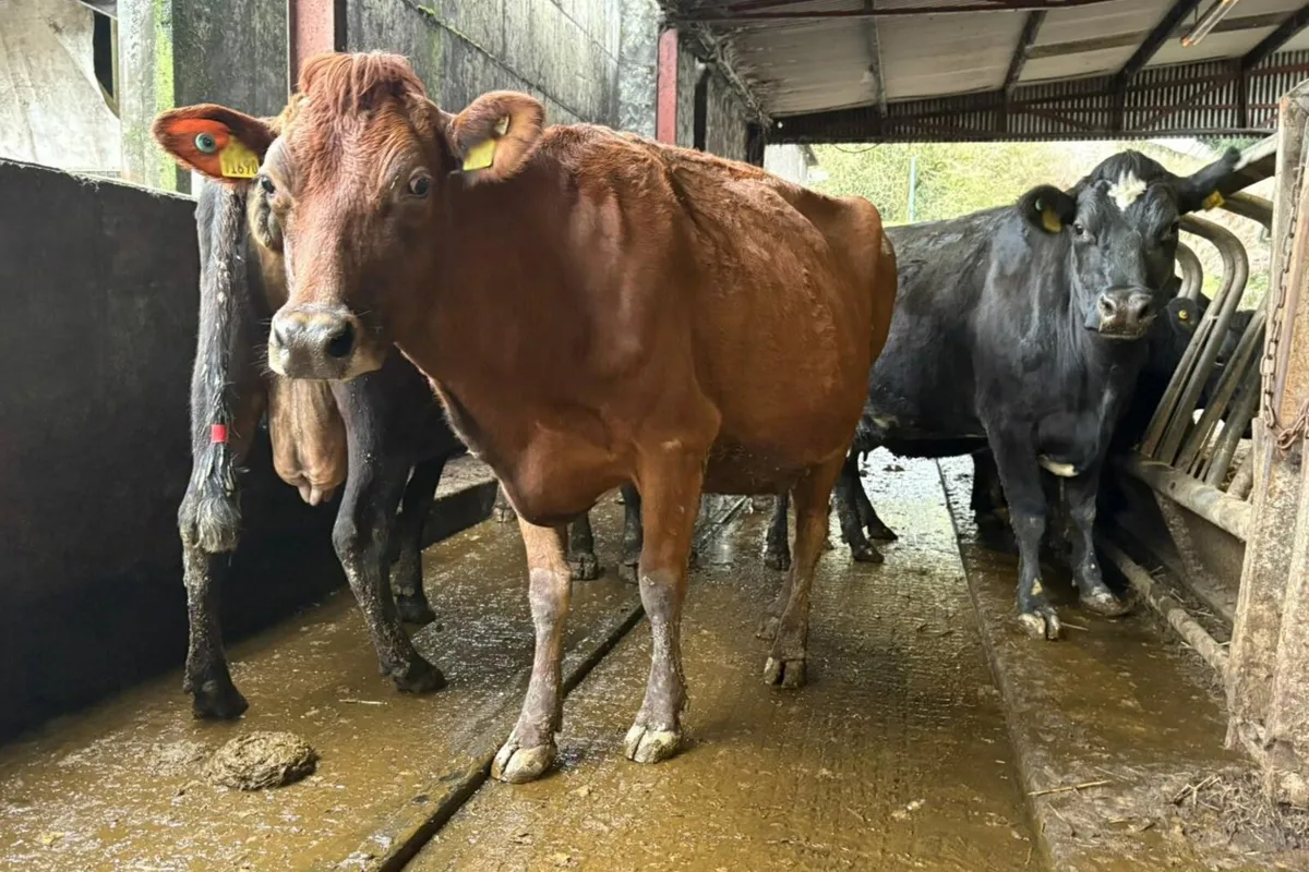 dairy cattle - Image 4