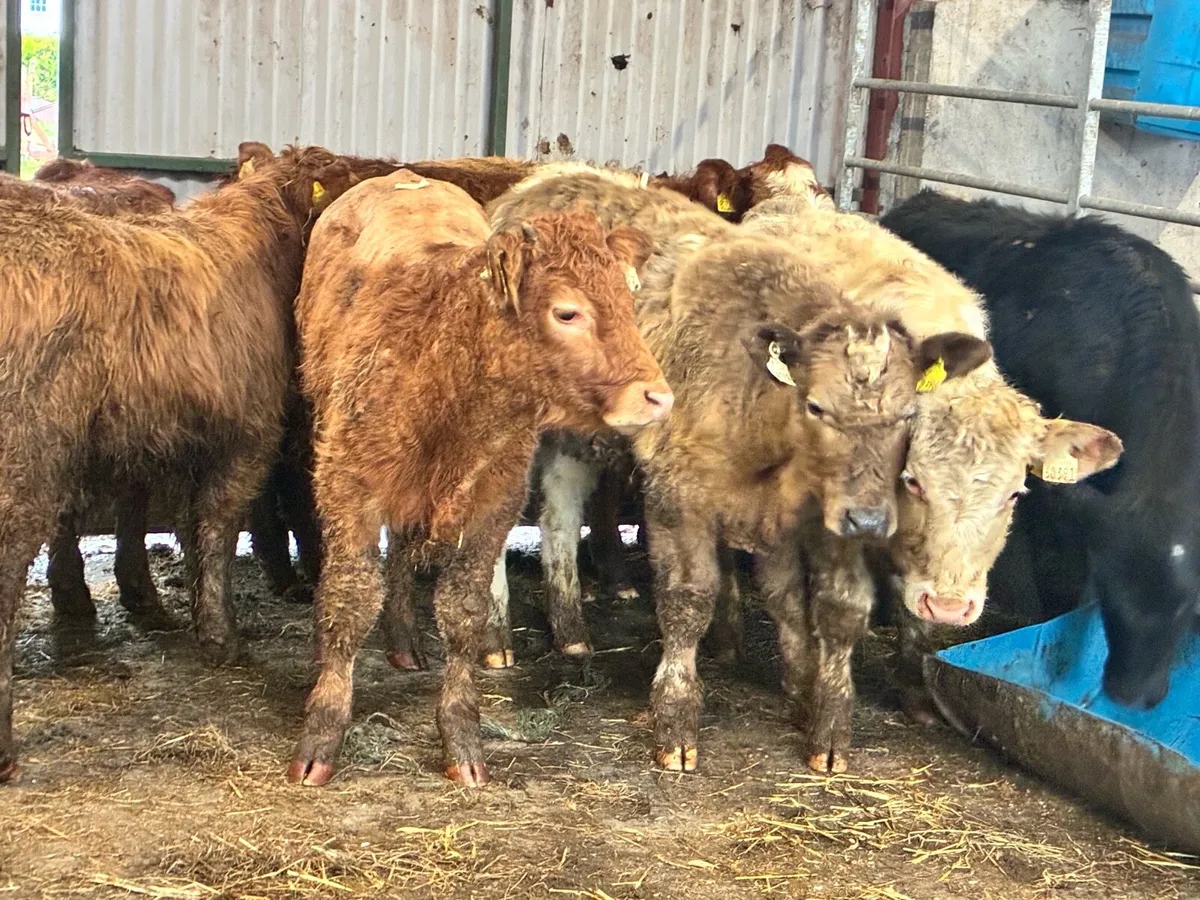 10 lovely continental bullocks for sale - Image 1