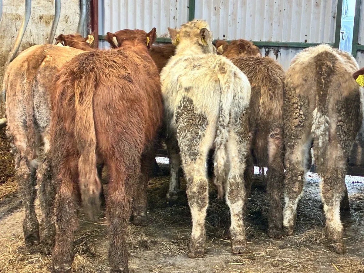 10 lovely continental bullocks for sale - Image 2