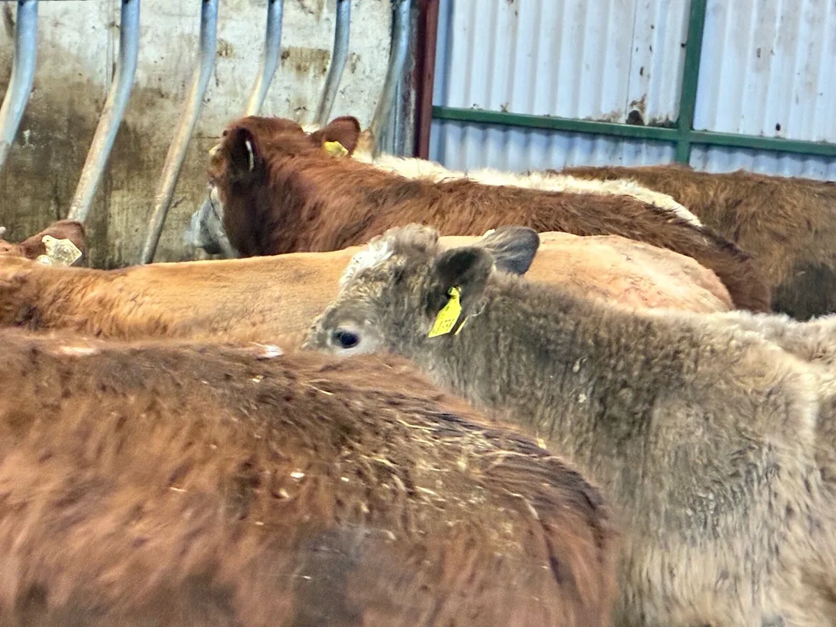 10 lovely continental bullocks for sale - Image 3