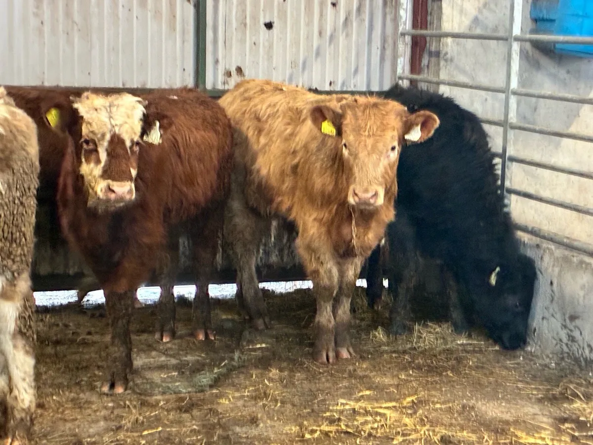 10 lovely continental bullocks for sale - Image 4