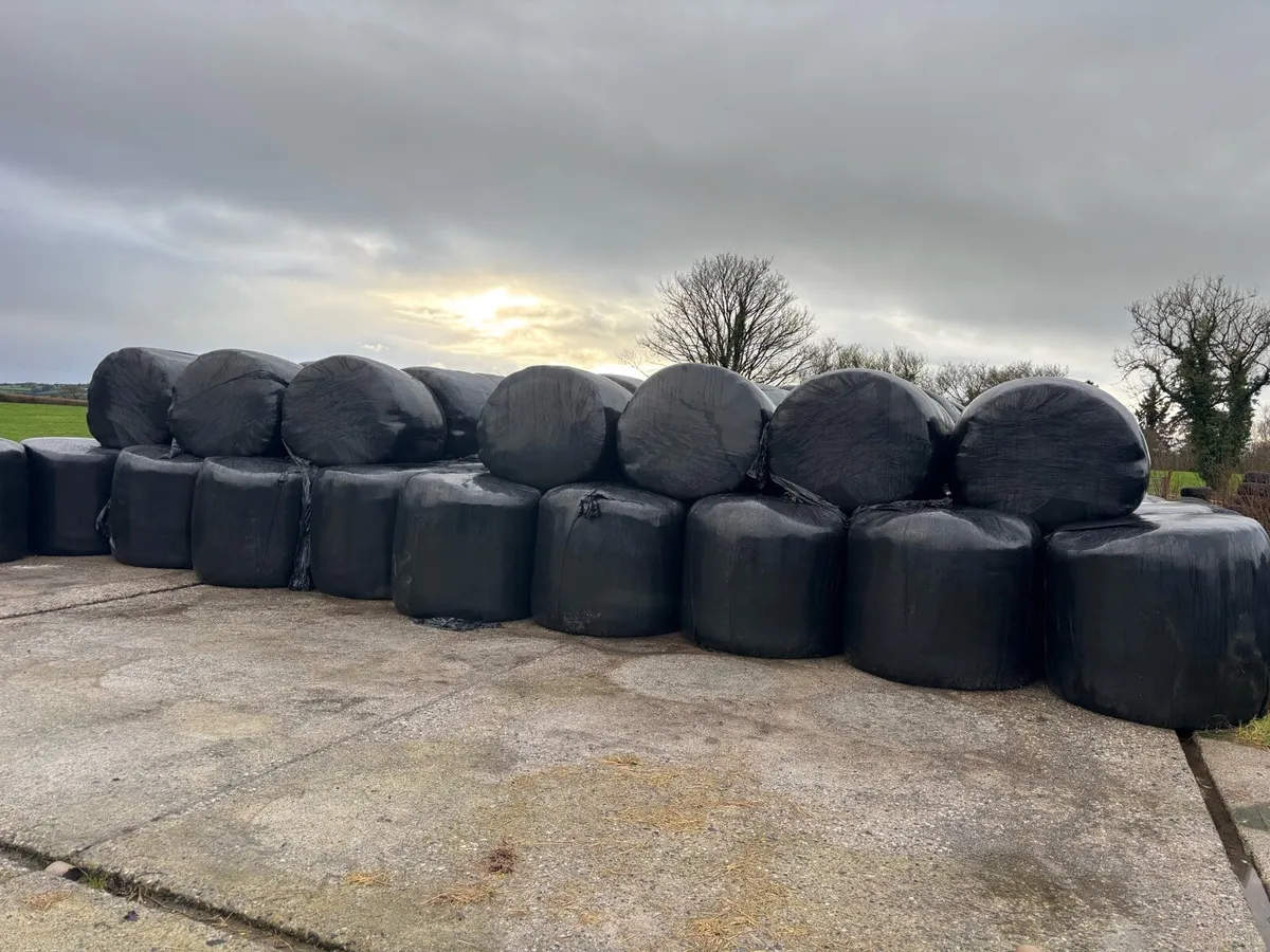 Silage Bales - Image 2