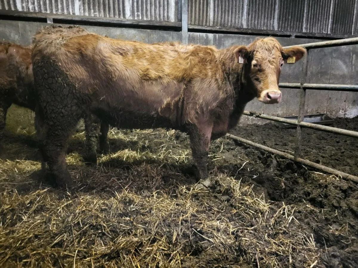 Organic Heifers - Image 1