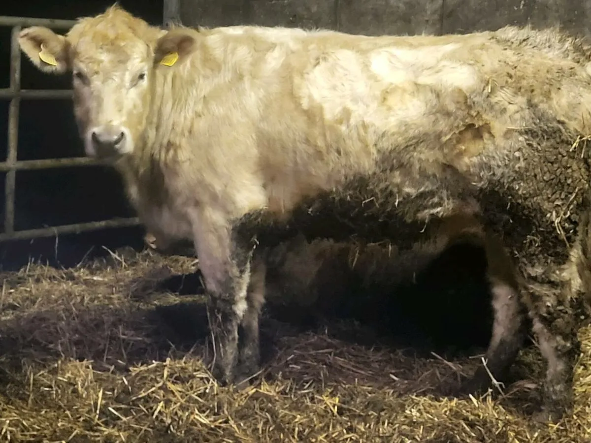 Organic Heifers - Image 2