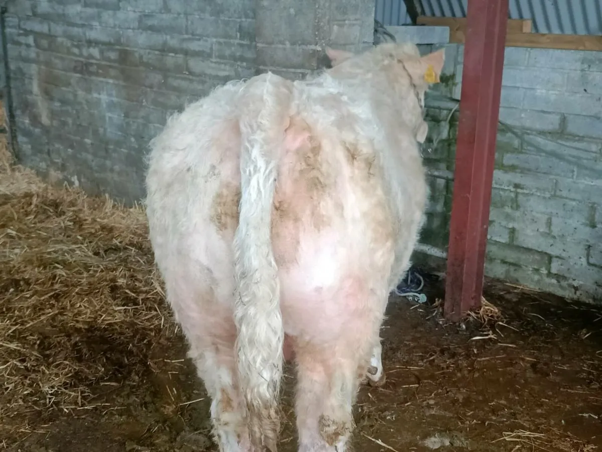 PBR CHAROLAIS BULL - Image 4