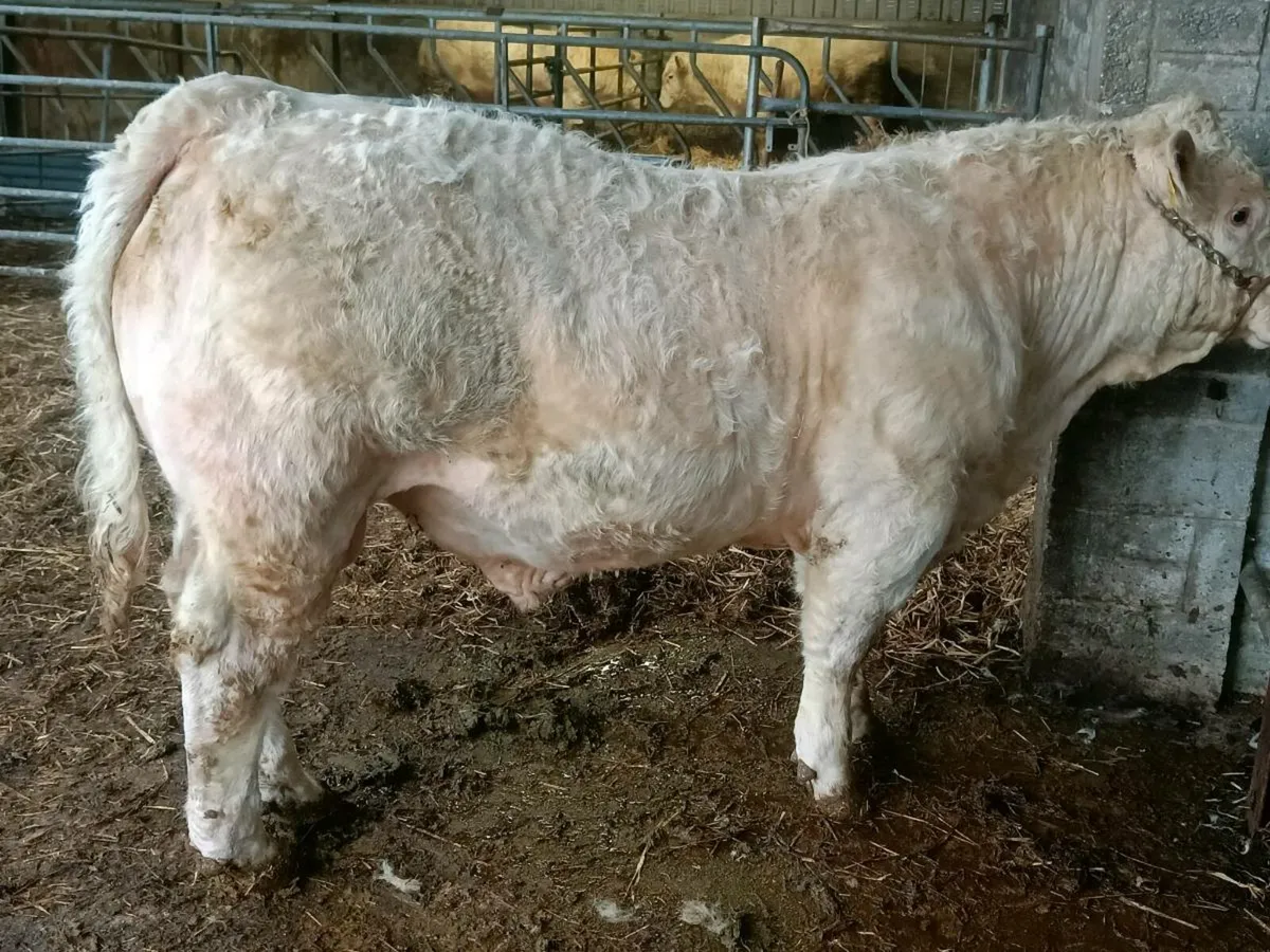 PBR CHAROLAIS BULL - Image 2