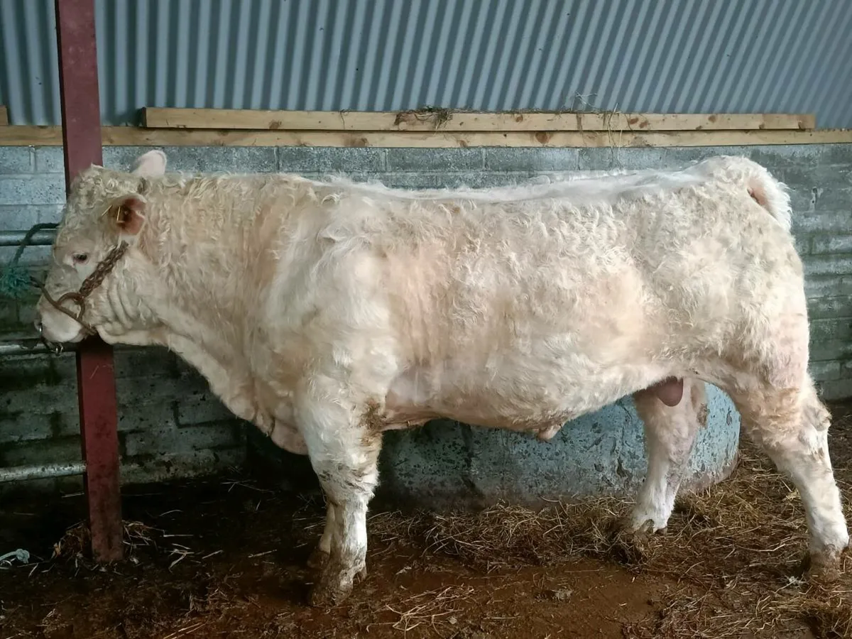 PBR CHAROLAIS BULL - Image 3