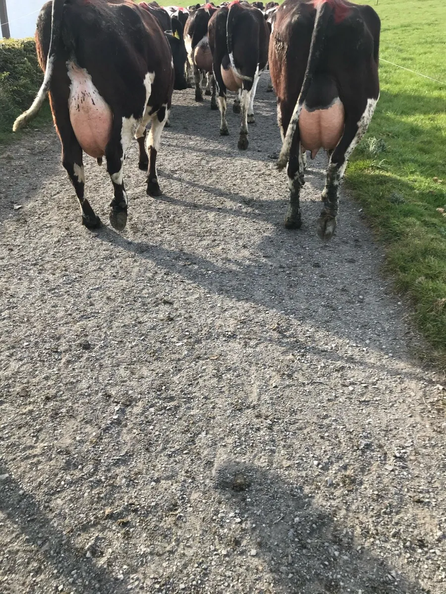 Relief Milker available - Image 2