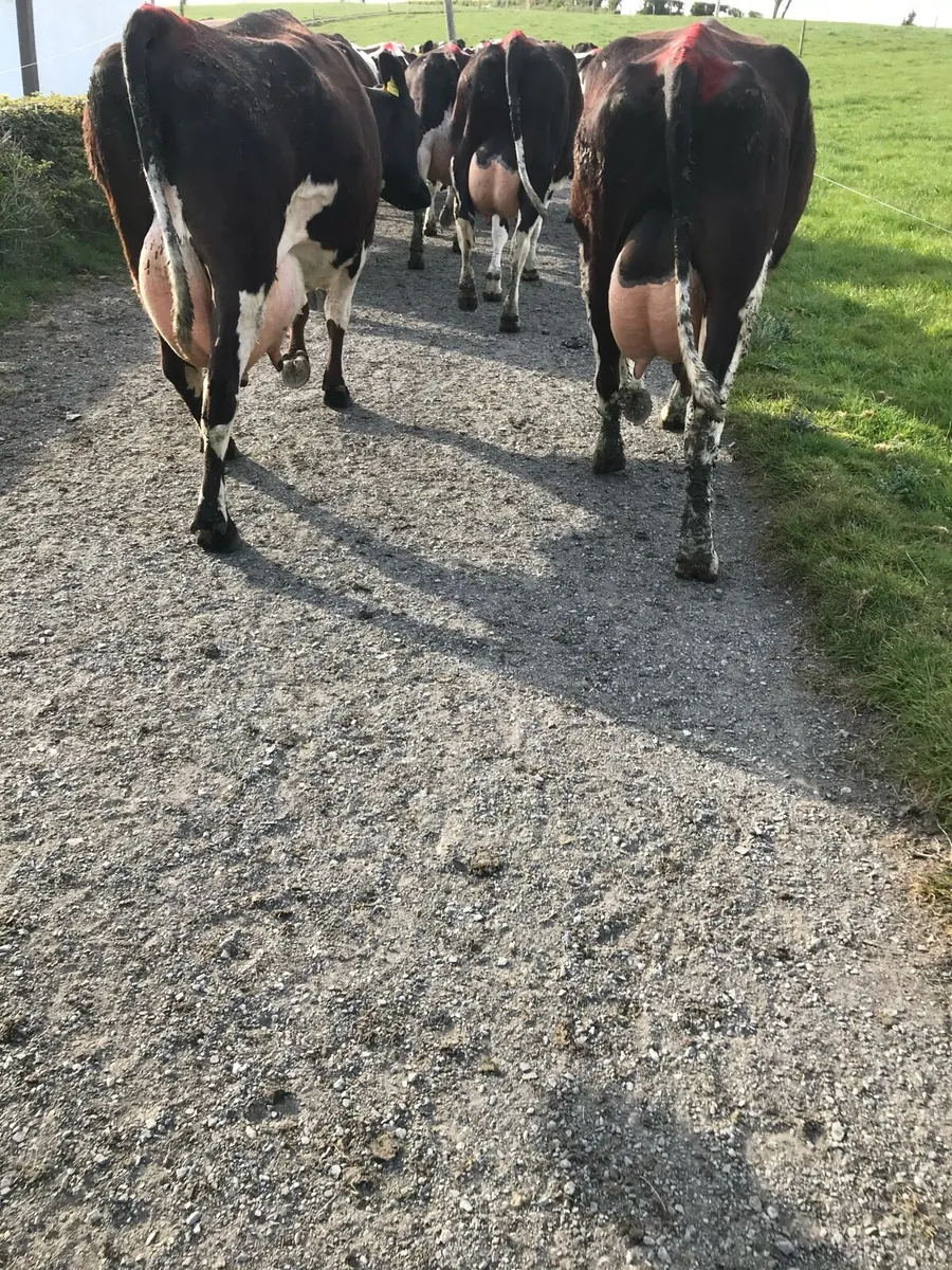 Relief Milker available - Image 3