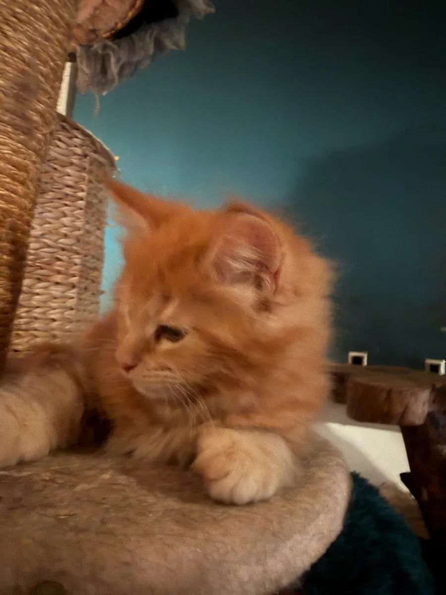 Maine Coon kittens - Image 3