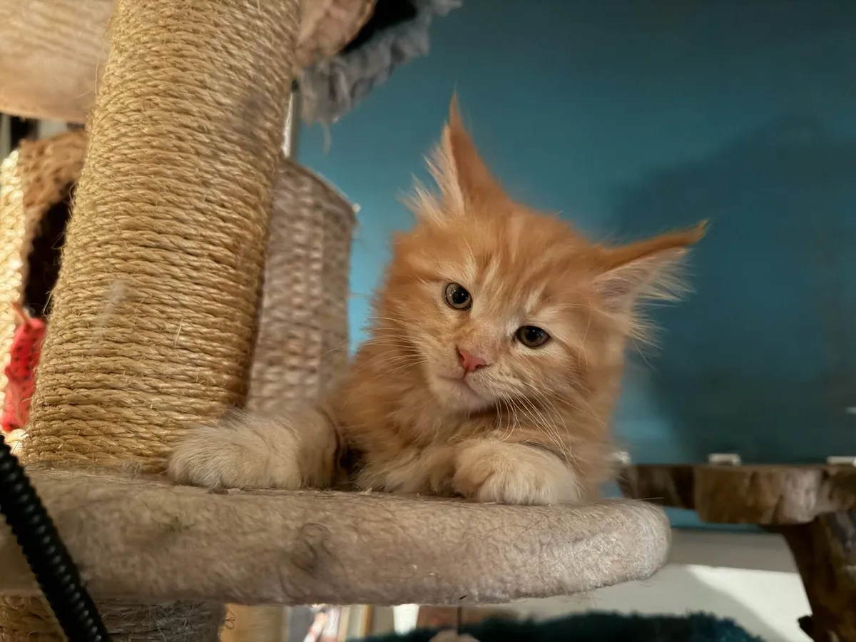 Maine Coon kittens - Image 4