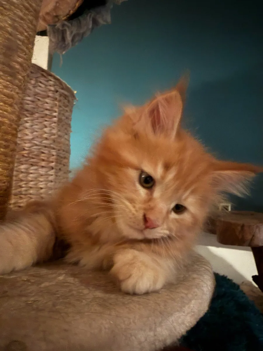 Maine Coon kittens - Image 2