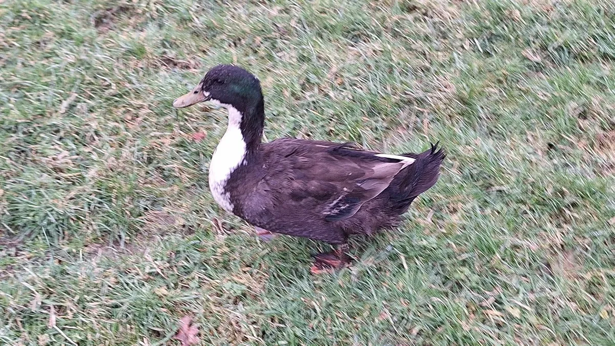 Rooster and 2 drakes for sale - Image 3
