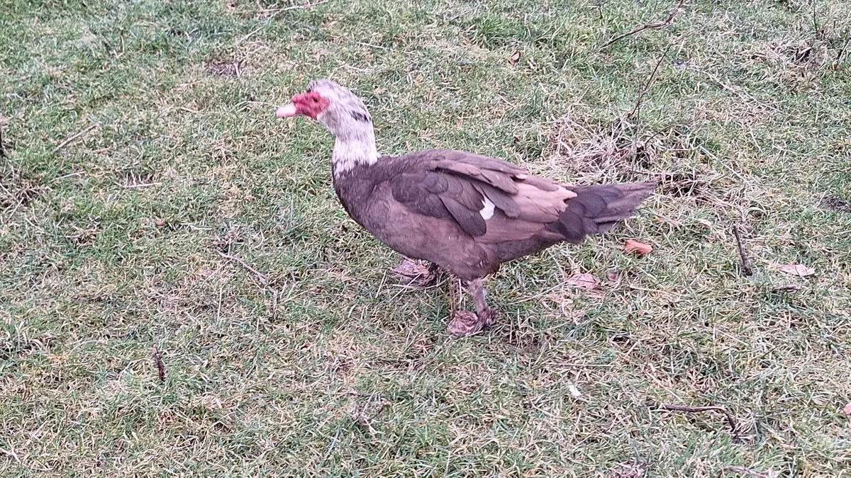 Rooster and 2 drakes for sale - Image 1