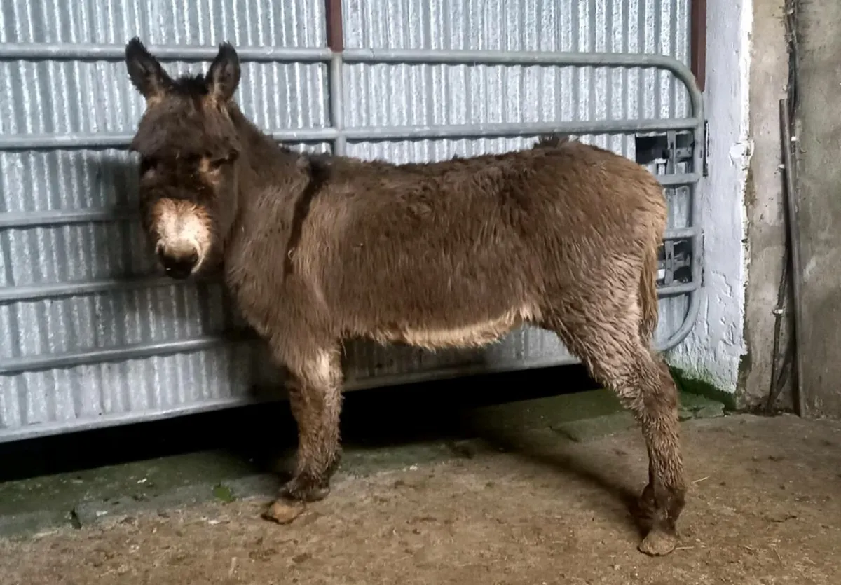 MALE  DONKEY