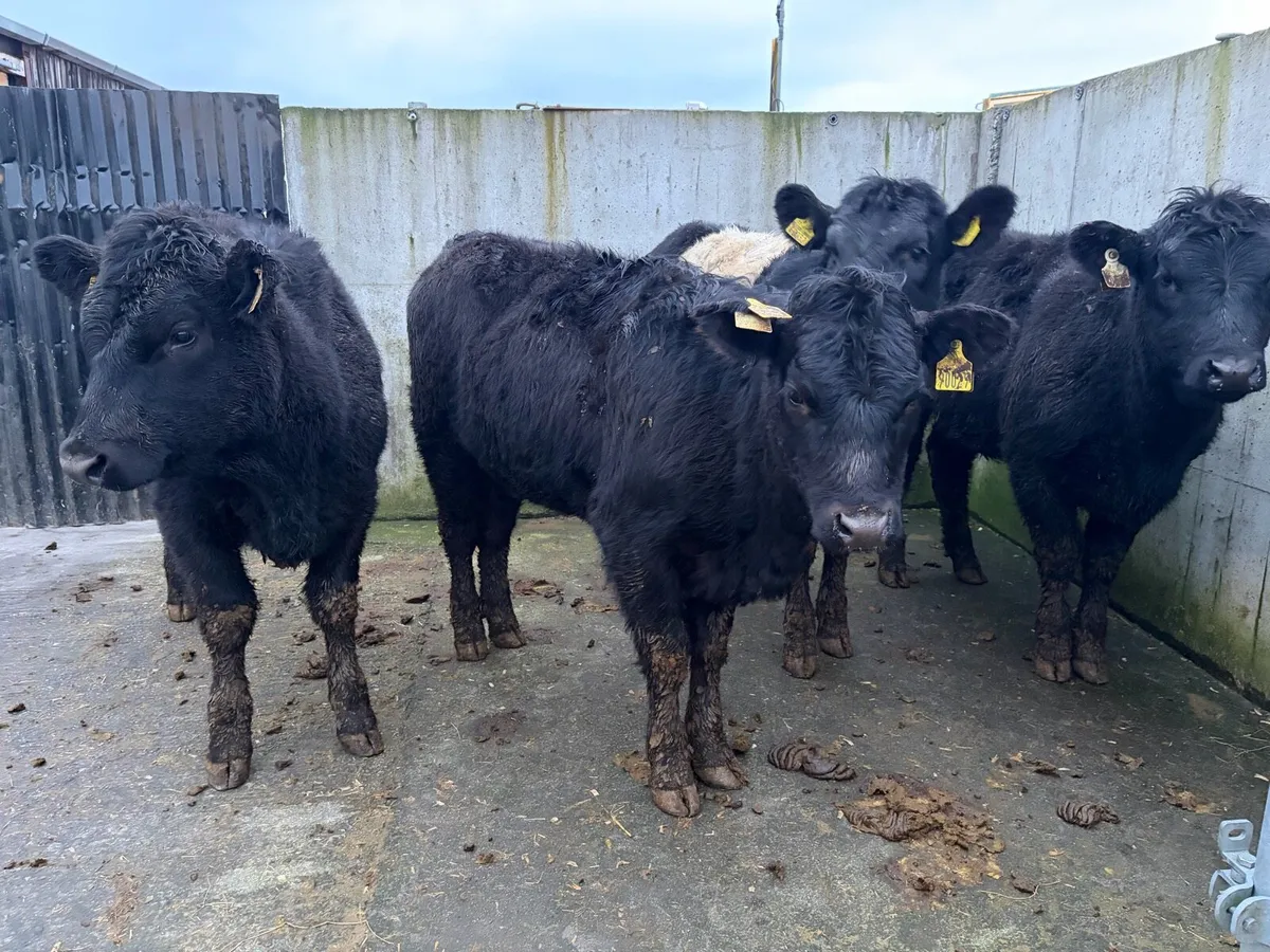 4 325 kilo Suckler breed Angus heifers for sale - Image 1