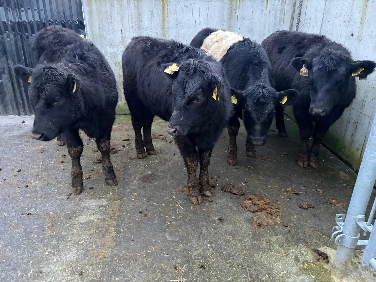 4 325 kilo Suckler breed Angus heifers for sale - Image 2