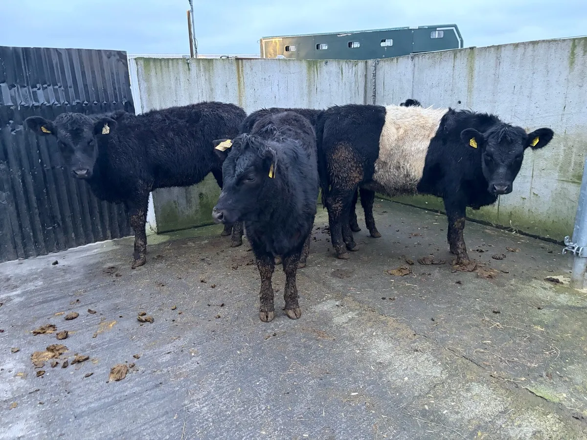 4 325 kilo Suckler breed Angus heifers for sale - Image 4