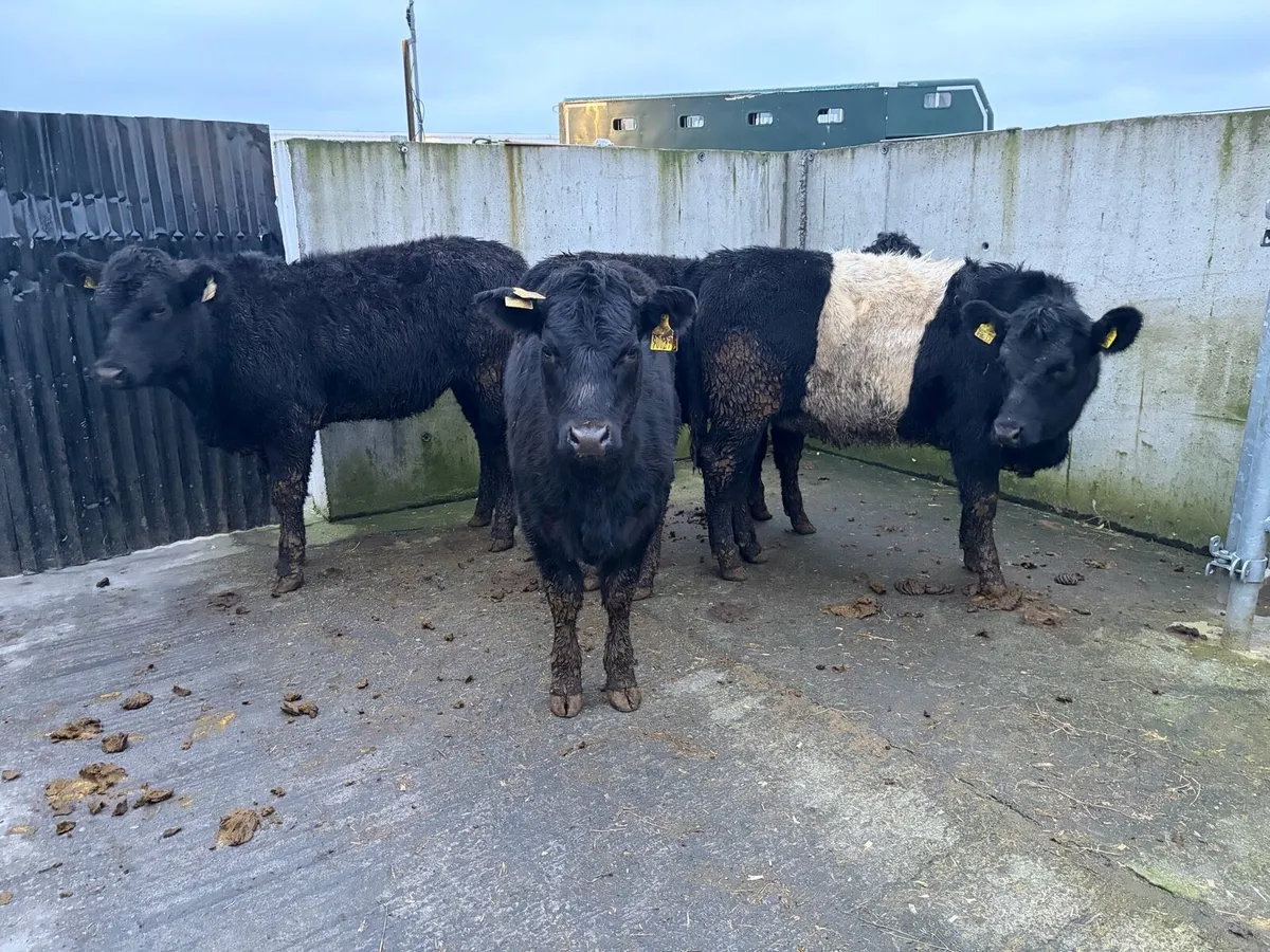 4 325 kilo Suckler breed Angus heifers for sale - Image 3